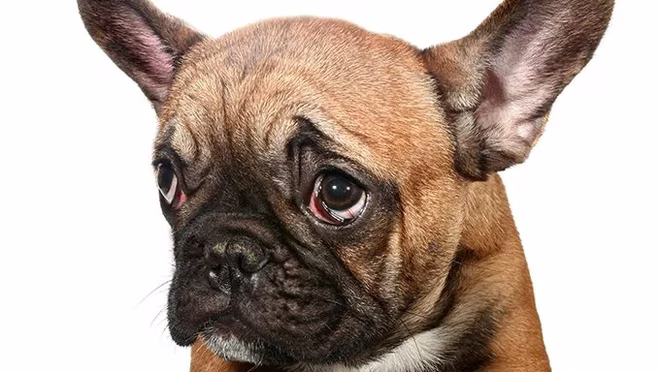 traurige französische Bulldogge