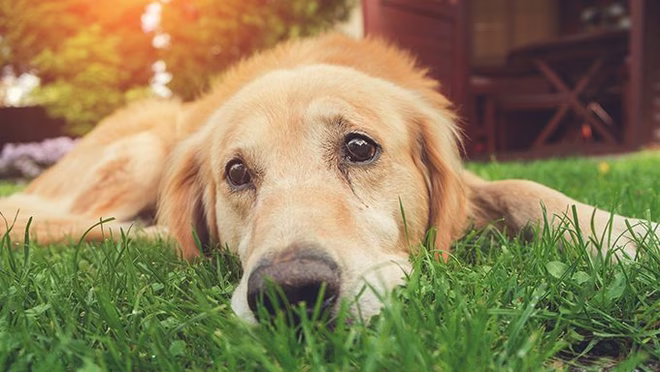trauriger Golden Retriever