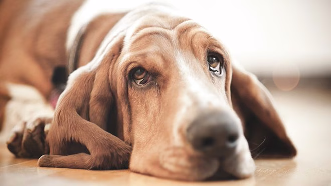 Basset Hound mit Tränen