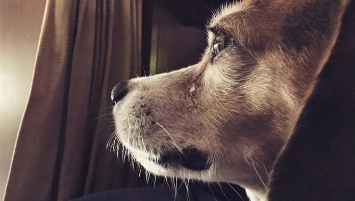 Können Hunde weinen? Was bedeuten die Tränen von Hunden?