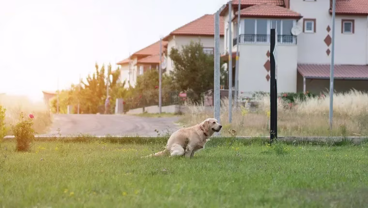 Fäkale Impaktion bei Hunden: Symptome, Ursachen und Behandlungen