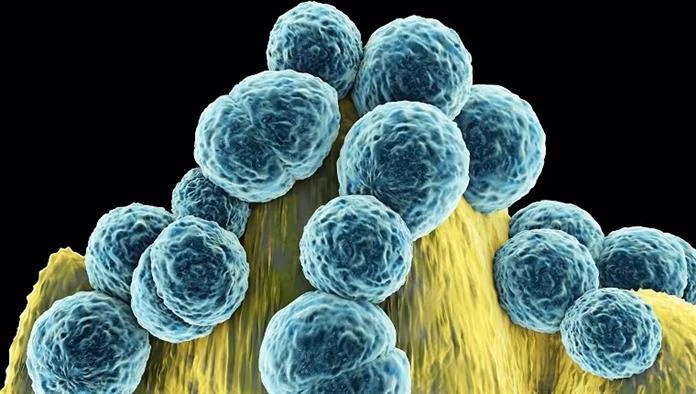 MRSA fertőzés kutyákban: tünetek, okok és kezelések
