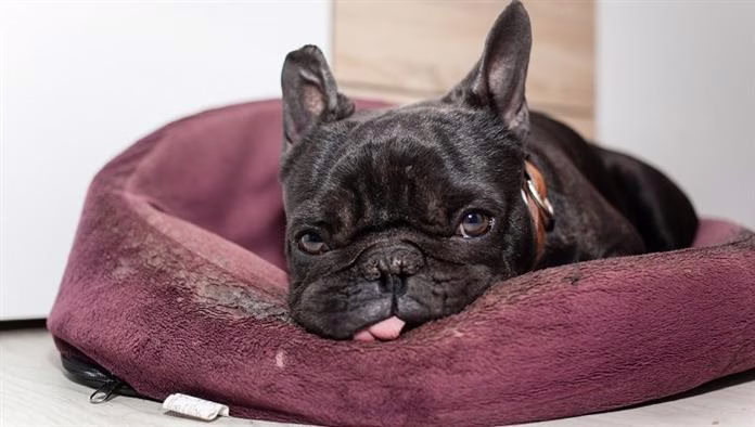 Niedriges Blutalbumin bei Hunden: Symptome, Ursachen & Behandlungen