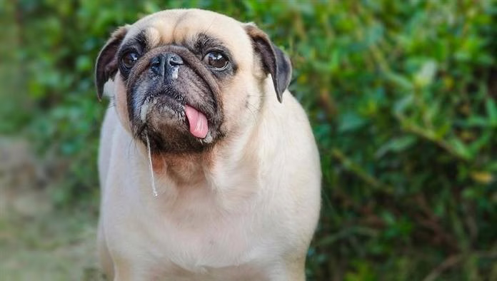 Infektionen der oberen Atemwege bei Hunden: Symptome, Ursachen und Behandlungen