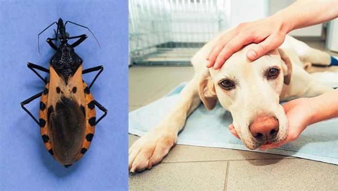 Болест на Chagas при кучета: симптоми, причини и лечение