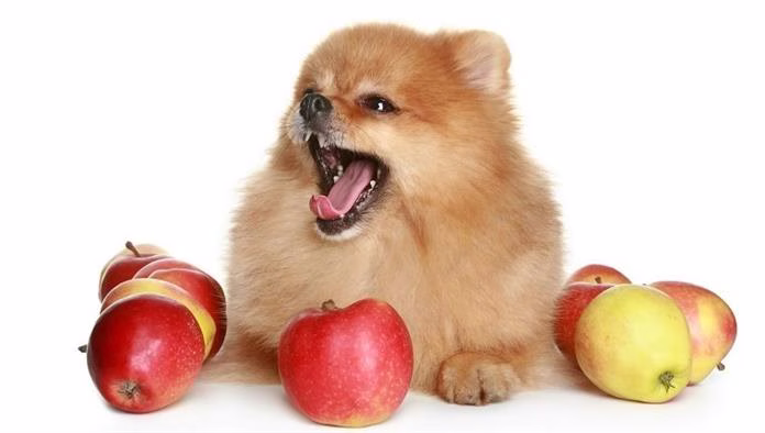 Können Hunde Äpfel fressen? Welche Früchte können Hunde fressen?