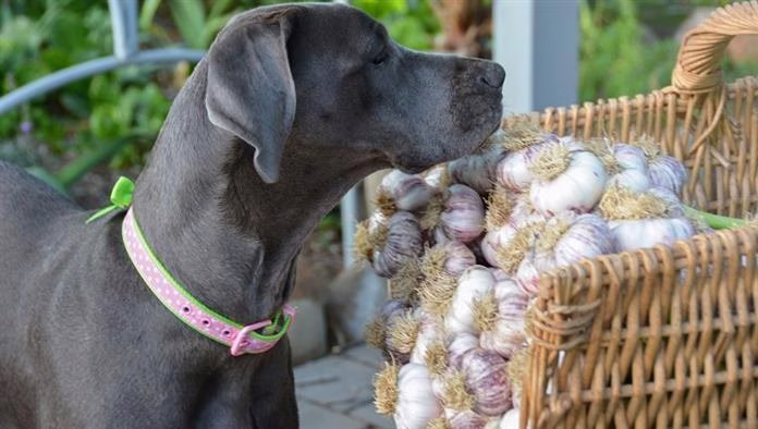 Bolehkah Anjing Makan Bawang Putih? Adakah Bawang Putih Selamat Untuk Anjing?