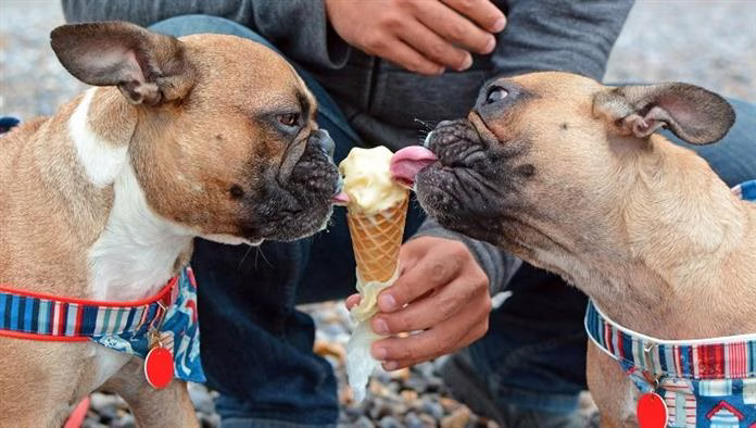Bolehkah Anjing Makan Ais Krim? Adakah Ais Krim Selamat Untuk Anjing?