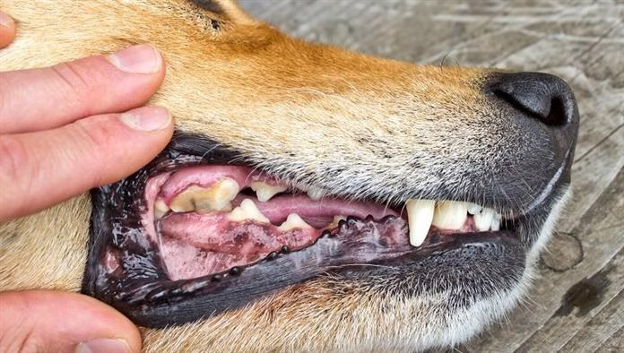 Stomatitis kutyáknál: tünetek, okok és kezelések