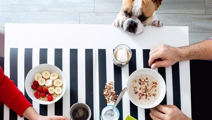 Les chiens peuvent-ils manger de l’avoine? La farine d’avoine est-elle sans danger pour les chiens?