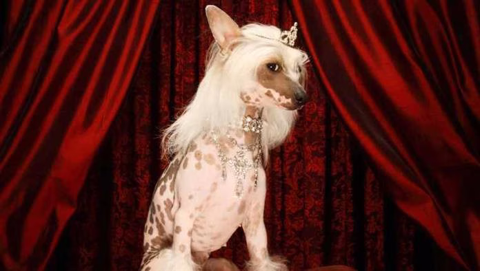 5 des chiens les plus gâtés au monde