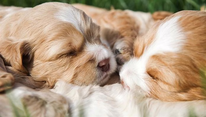 Chiots Cockapoo: Images Et Faits