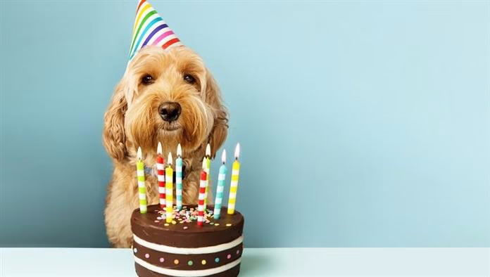 Boldog születésnapot kínáló kutya kívánságait: 25 aranyos születésnapi üzenet Fido különleges napjának megünneplésére