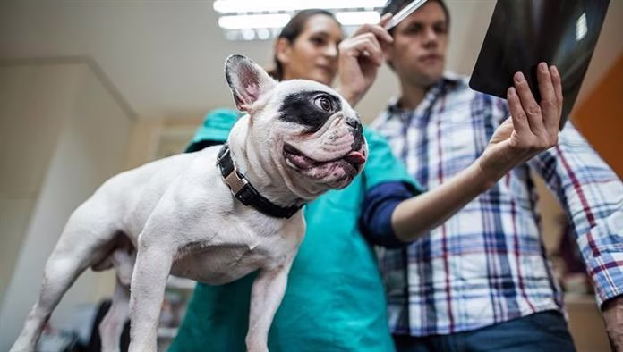 Pneumothorax kutyákban: tünetek, okok és kezelések