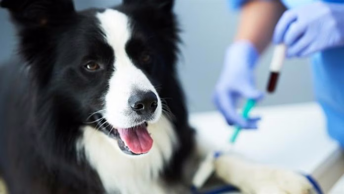 Méthémoglobinémie chez le chien : symptômes, causes et traitements