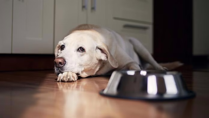 « Fromm Family Foods » émet un rappel volontaire à l’échelle nationale d’aliments en conserve pour chiens
