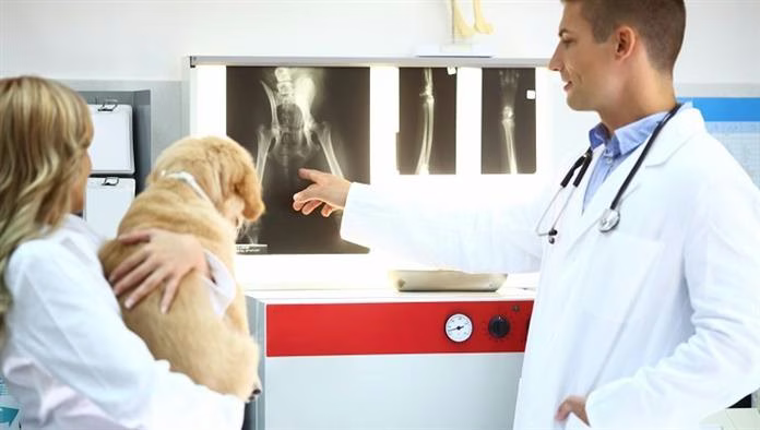 Ostéochondrodysplasie (nanisme squelettique) chez le chien : symptômes, causes et traitements
