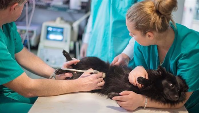 Cistitis polipoide en perros: síntomas, causas y tratamientos