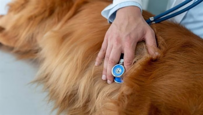 Tüdőthromboembolia (vérrög a tüdőben) kutyáknál: tünetek, okok és kezelések