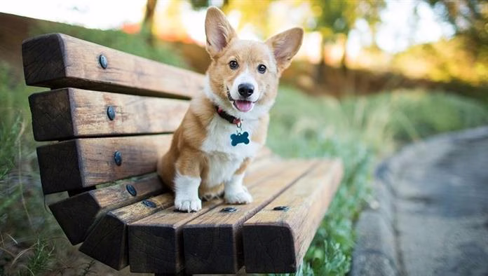 Honden-ID-tags: alles wat u moet weten over de draagbare identificatie van uw hond