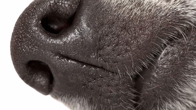 Warum haben Hunde schwarze Lippen?