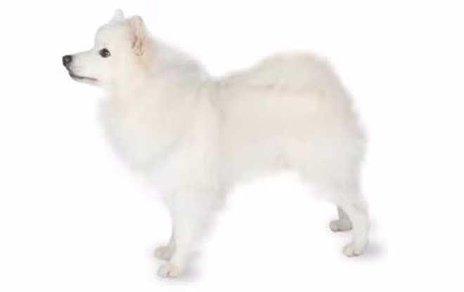 amerikanischer-eskimo-hund