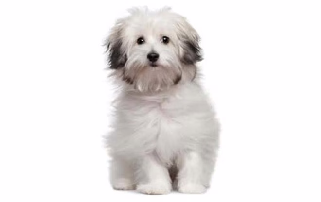kleine-hunde-bologneser