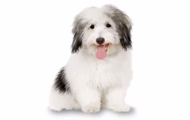 7-kleine-hunde-coton-de-tulear