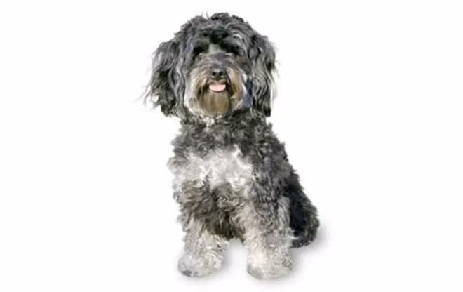 11-kleine-hunde-maltipoo
