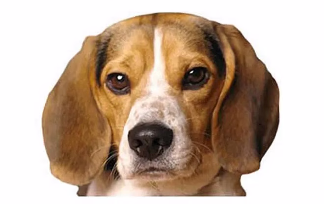 taschen-beagle