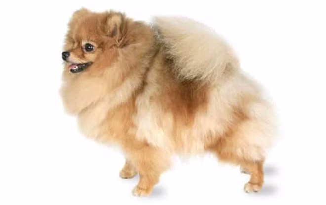 Pomeranian
