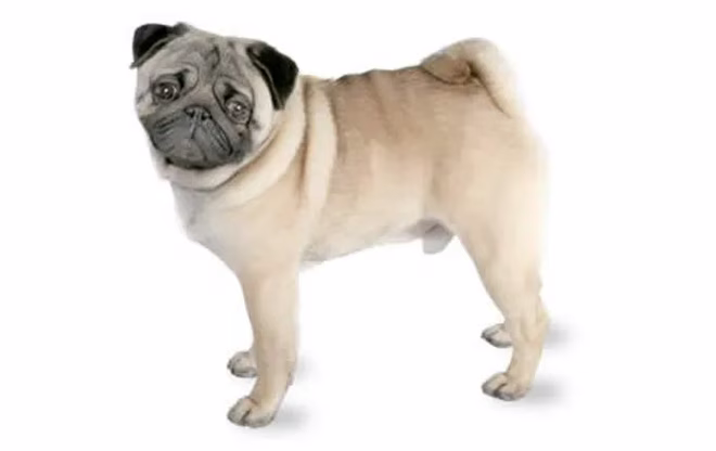 17-kleine-hunde-mops