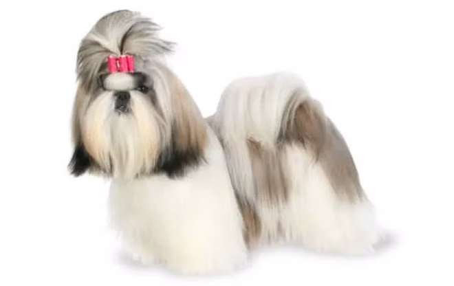 18-kleine-hunde-shih-tzu
