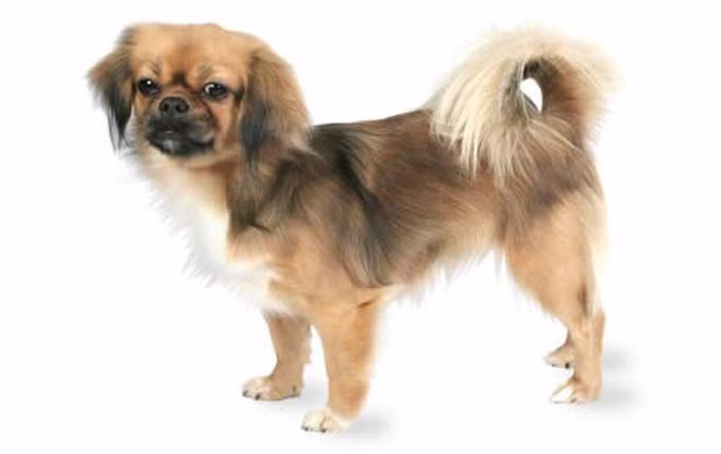tibetischer-spaniel