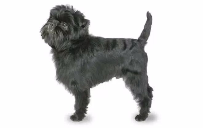 Kleine-hunde-affenpinscher