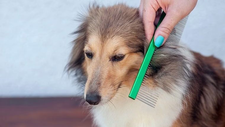 Alles, was Sie über das Bürsten Ihres Hundes wissen sollten