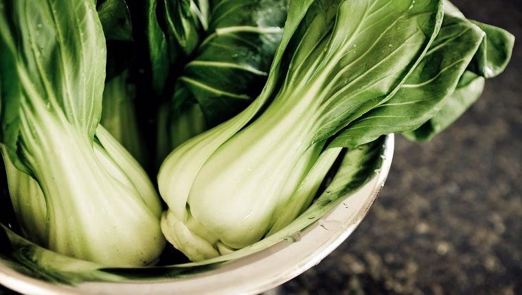 Können Hunde Bok Choy essen? Ist Bok Choy sicher für Hunde?