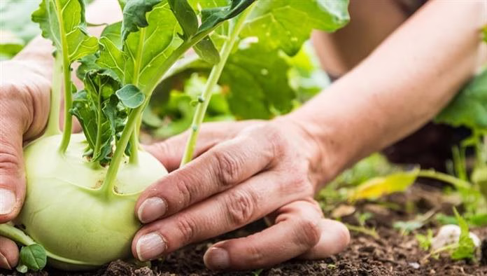 Können Hunde Kohlrabi fressen? Ist Kohlrabi sicher für Hunde?