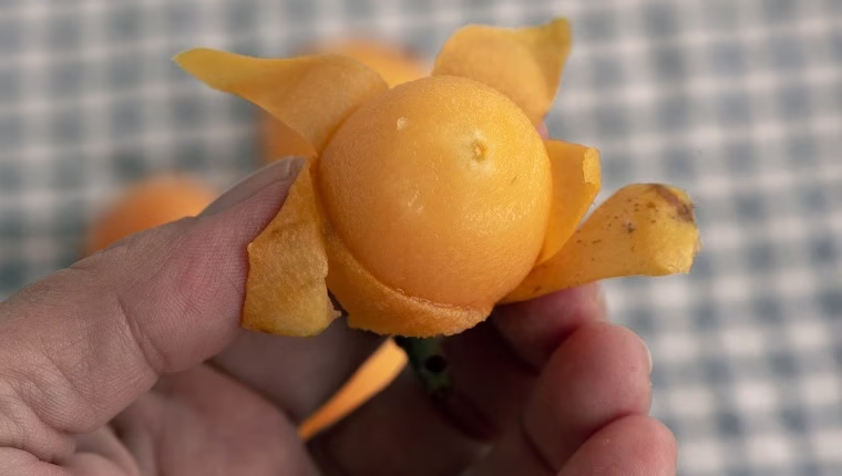 Können Hunde Loquat-Früchte essen? Sind Loquat-Früchte für Hunde sicher?