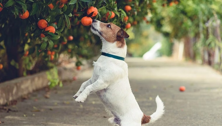 Ehetnek a kutyák mandarint? Biztonságos a mandarin a kutyák számára?
