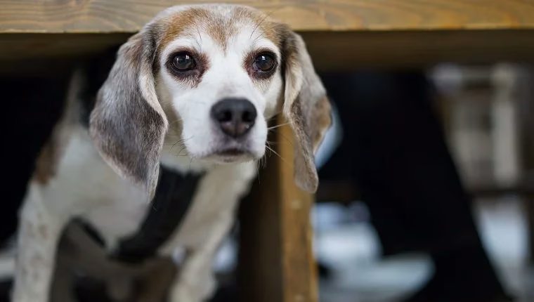 Diazepam (Valium) für Hunde: Anwendungsgebiete, Dosierung und Nebenwirkungen