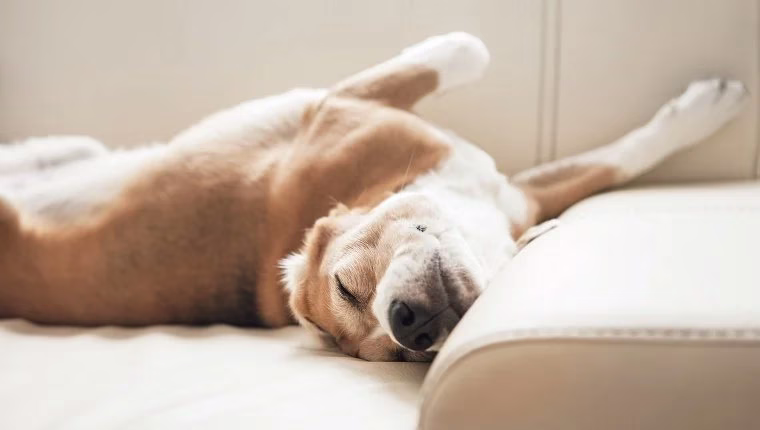 Was die Schlafposition Ihres Hundes zu bedeuten hat