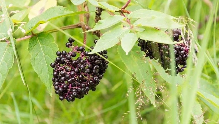 Können Hunde Holunderbeeren essen? Sind Holunderbeeren für Hunde sicher?