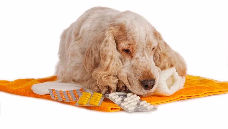Gabapentin für Hunde: Anwendungsgebiete, Dosierung und Nebenwirkungen