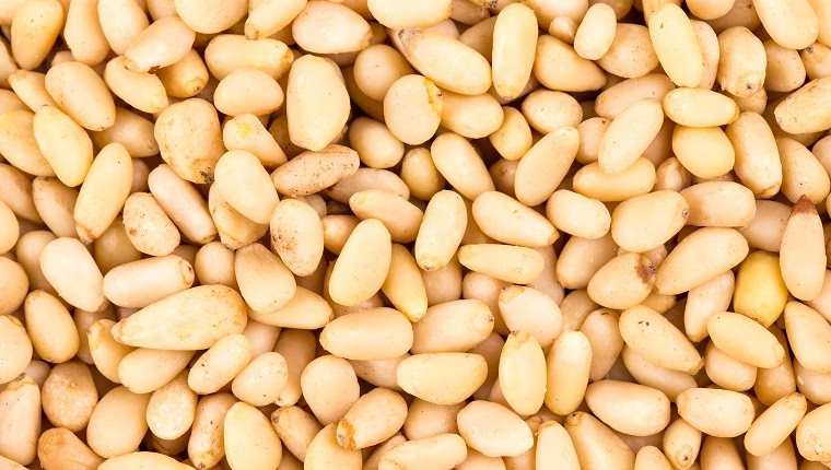 هل يمكن للكلاب أن تأكل صواميل الصنوبر؟ هل الصنوبر آمن للكلاب؟