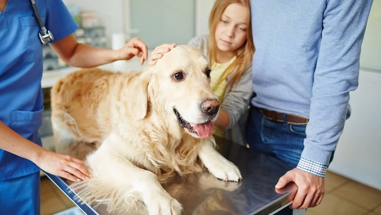 Kokzidien bei Hunden: Symptome, Ursachen & Behandlungen