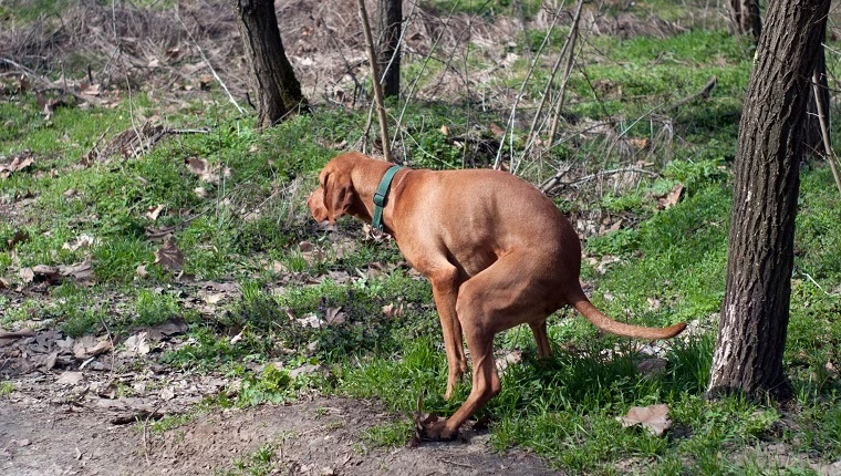 Imodium für Hunde: Anwendung, Dosierung und Nebenwirkungen