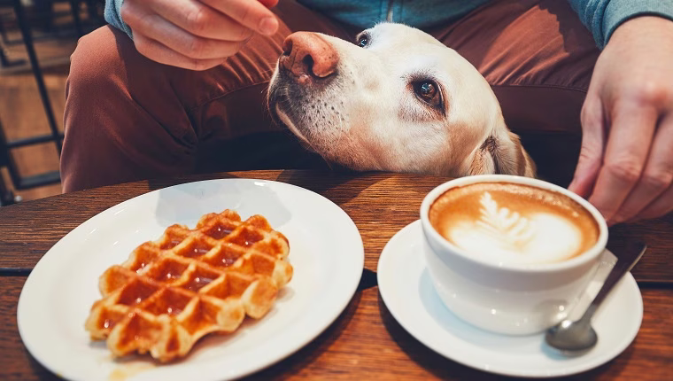 Können Hunde Waffeln essen? Sind Waffeln für Hunde sicher?