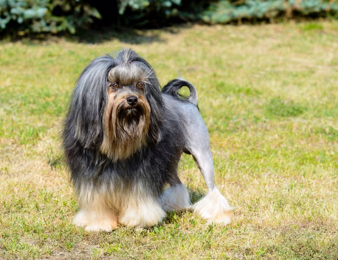 Kleiner Löwenhund, eine teure Rasse Lowchen, liegt auf dem Gras in einem Park.