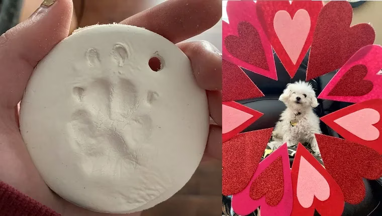 10 Bastelarbeiten, die Sie zu Hause mit Ihrem Hund machen können